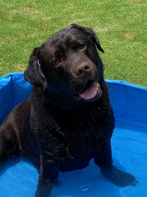 Charlie the Chocolate Lab &mdash; the unofficial mascot of Homepro-Birmingham, Inc.